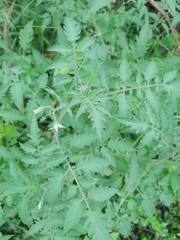 Solanum lycopersicum