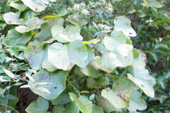 Menispermum canadense