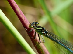 Erythromma lindenii