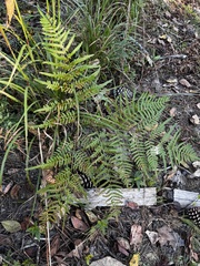 Pteridium latiusculum