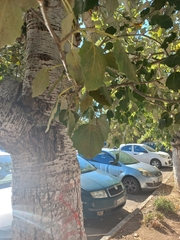 Populus × canescens