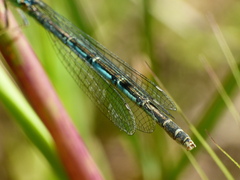 Erythromma lindenii