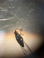 Neogerris hesione