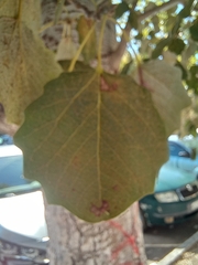 Populus × canescens