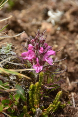 Pedicularis
