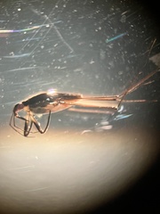 Neogerris hesione