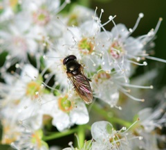 Melanostoma mellinum