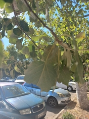 Populus × canescens