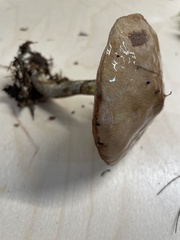 Suillus subalutaceus