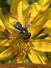 Hoplitimyia mutabilis