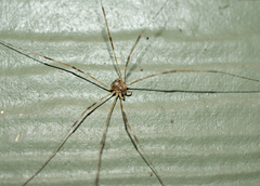 Leptobunus parvulus