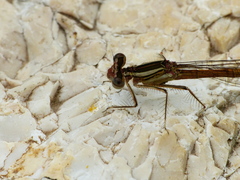 Platycnemis
