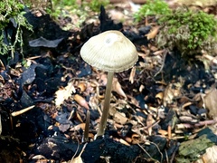 Psathyrella longipes