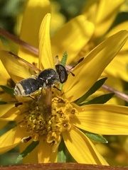 Hoplitimyia mutabilis