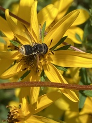 Hoplitimyia mutabilis