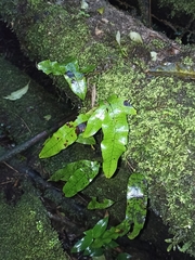 Microsorum pustulatum pustulatum