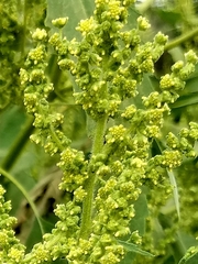 Ambrosiinae