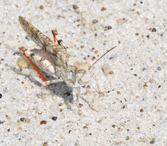 Trimerotropis maritima