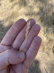 Bromus hordeaceus