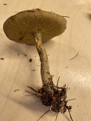 Suillus subalutaceus