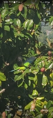 Aratinga nenday