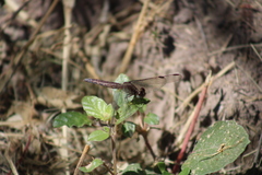 Erythrodiplax basifusca