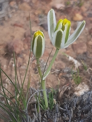 Albuca longipes