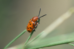 Crioceris duodecimpunctata