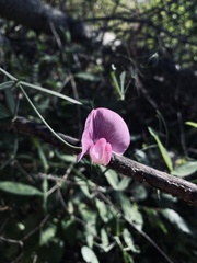 Lathyrus latifolius