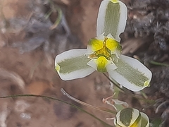 Albuca longipes