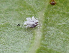 Aleuroplatus coronata