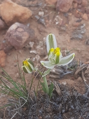 Albuca longipes