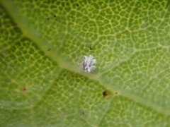 Aleuroplatus coronata