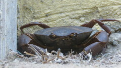 Hypolobocera bouvieri