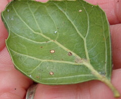 Aleuroplatus coronata