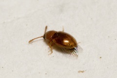 Cryptophagidae