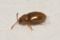 Cryptophagidae