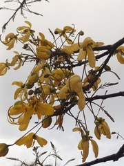 Cassia abbreviata