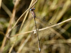 Lestes virens