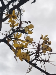 Cassia abbreviata