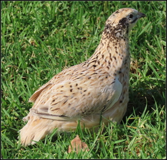 Coturnix japonica
