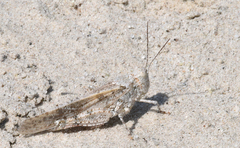 Trimerotropis maritima