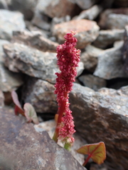 Oxyria digyna