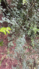Genista monspessulana