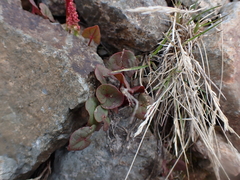 Oxyria digyna