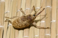 Curculio elephas