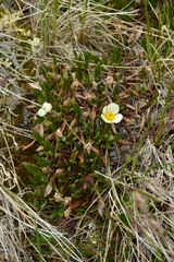 Dryas