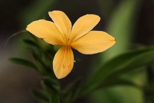 Barleria prionitis image