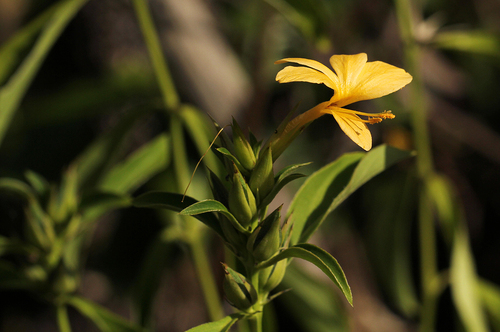 Barleria prionitis image