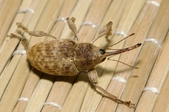 Curculio elephas
